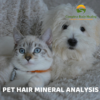 hair mineral analysis for pets complete body healing